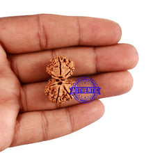 Load image into Gallery viewer, 8 Mukhi Nepalese Garbh Gauri Rudraksha - Bead No. 36