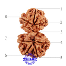Load image into Gallery viewer, 8 Mukhi Nepalese Garbh Gauri Rudraksha - Bead No. 36