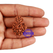Load image into Gallery viewer, 7 Mukhi Nepalese Garbh Gauri Rudraksha - Bead No. 37