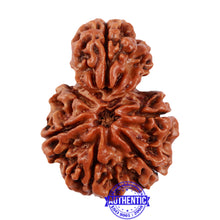 Load image into Gallery viewer, 7 Mukhi Nepalese Garbh Gauri Rudraksha - Bead No. 37
