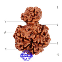 Load image into Gallery viewer, 7 Mukhi Nepalese Garbh Gauri Rudraksha - Bead No. 37
