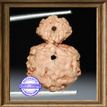 Load image into Gallery viewer, Indonesian Garbh Gauri Rudraksha - Bead No. 1