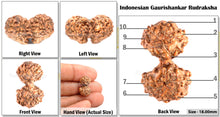 Load image into Gallery viewer, Gaurishanker Rudraksha from Indonesia - 100
