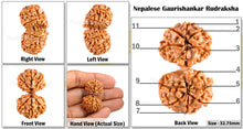 Load image into Gallery viewer, Gaurishanker Nepalese Rudraksha Bead No. 1