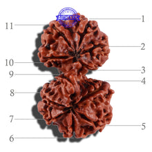 Load image into Gallery viewer, 11 Mukhi Gaurishankar Rudraksha with Ganesha - Bead No. 83A