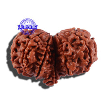 Load image into Gallery viewer, 11 Mukhi Gaurishankar Rudraksha with Ganesha - Bead No. 83A