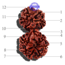 Load image into Gallery viewer, 12 Mukhi Gaurishankar Rudraksha with Ganesha - Bead No. 84A