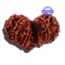Load image into Gallery viewer, 12 Mukhi Gaurishankar Rudraksha with Ganesha - Bead No. 84A