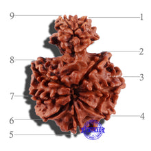 Load image into Gallery viewer, Gaurishanker Nepalese Rudraksha Bead No. 86
