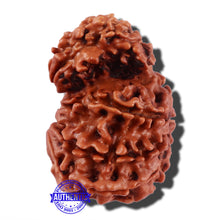 Load image into Gallery viewer, Gaurishanker Nepalese Rudraksha Bead No. 86