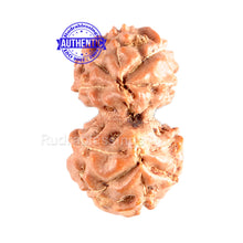 Load image into Gallery viewer, Gaurishanker Rudraksha from Indonesia - 86