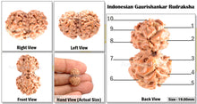 Load image into Gallery viewer, Gaurishanker Rudraksha from Indonesia - 86
