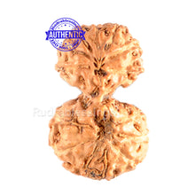 Load image into Gallery viewer, Gaurishanker Rudraksha from Indonesia - 87