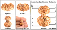 Load image into Gallery viewer, Gaurishanker Rudraksha from Indonesia - 87
