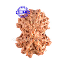 Load image into Gallery viewer, Gaurishanker Rudraksha from Indonesia - 96