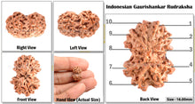 Load image into Gallery viewer, Gaurishanker Rudraksha from Indonesia - 96