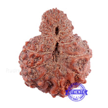 Load image into Gallery viewer, Indonesian Garbh Gauri Rudraksha - Bead No. 10