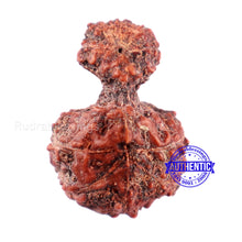 Load image into Gallery viewer, Indonesian Garbh Gauri Rudraksha - Bead No. 11