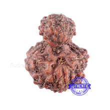 Load image into Gallery viewer, Indonesian Garbh Gauri Rudraksha - Bead No. 12