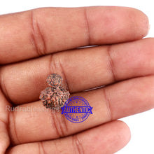 Load image into Gallery viewer, Indonesian Garbh Gauri Rudraksha - Bead No. 12