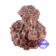 Load image into Gallery viewer, Indonesian Garbh Gauri Rudraksha - Bead No. 12