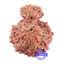 Load image into Gallery viewer, Indonesian Garbh Gauri Rudraksha - Bead No. 13