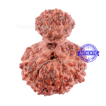 Load image into Gallery viewer, Indonesian Garbh Gauri Rudraksha - Bead No. 2