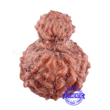 Load image into Gallery viewer, Indonesian Garbh Gauri Rudraksha - Bead No. 3