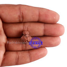 Load image into Gallery viewer, Indonesian Garbh Gauri Rudraksha - Bead No. 3