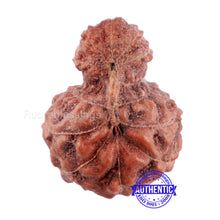 Load image into Gallery viewer, Indonesian Garbh Gauri Rudraksha - Bead No. 3