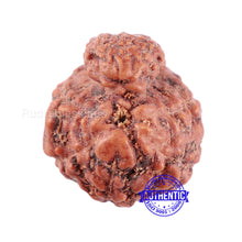 Load image into Gallery viewer, Indonesian Garbh Gauri Rudraksha - Bead No. 5