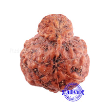 Load image into Gallery viewer, Indonesian Garbh Gauri Rudraksha - Bead No. 5