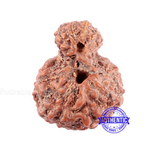 Load image into Gallery viewer, Indonesian Garbh Gauri Rudraksha - Bead No. 8