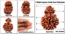 Load image into Gallery viewer, 7 Mukhi Nepalese Garbh Gauri Rudraksha - Bead No. 15