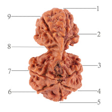 Load image into Gallery viewer, Gaurishanker Nepalese Rudraksha Bead No. 28