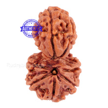 Load image into Gallery viewer, Gaurishanker Nepalese Rudraksha Bead No. 28