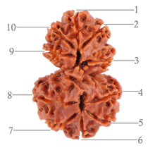 Load image into Gallery viewer, Gaurishanker Nepalese Rudraksha Bead No. 29