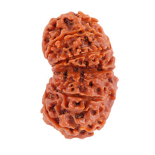 Load image into Gallery viewer, Gaurishanker Nepalese Rudraksha Bead No. 29