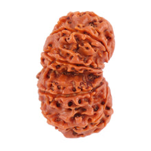 Load image into Gallery viewer, Gaurishanker Nepalese Rudraksha Bead No. 29
