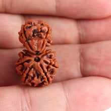 Load image into Gallery viewer, Gaurishanker Nepalese Rudraksha Bead No. 33