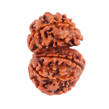Load image into Gallery viewer, Gaurishanker Nepalese Rudraksha Bead No. 33