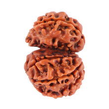 Load image into Gallery viewer, Gaurishanker Nepalese Rudraksha Bead No. 33