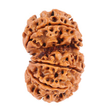 Load image into Gallery viewer, Gaurishanker Nepalese Rudraksha Bead No. 39