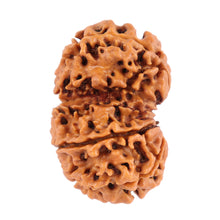 Load image into Gallery viewer, Gaurishanker Nepalese Rudraksha Bead No. 39