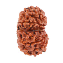 Load image into Gallery viewer, Gaurishanker Nepalese Rudraksha Bead No. 44
