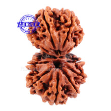 Load image into Gallery viewer, Gaurishanker Nepalese Rudraksha Bead No. 46