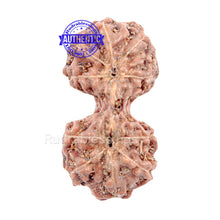 Load image into Gallery viewer, Gaurishanker Rudraksha from Indonesia - 76