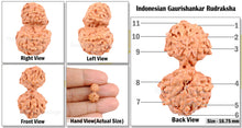 Load image into Gallery viewer, Gaurishanker Rudraksha from Indonesia - 78