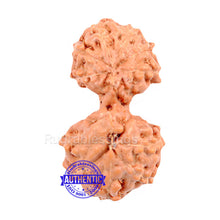 Load image into Gallery viewer, Gaurishanker Rudraksha from Indonesia - 78