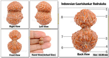 Load image into Gallery viewer, Gaurishanker Rudraksha from Indonesia - 79
